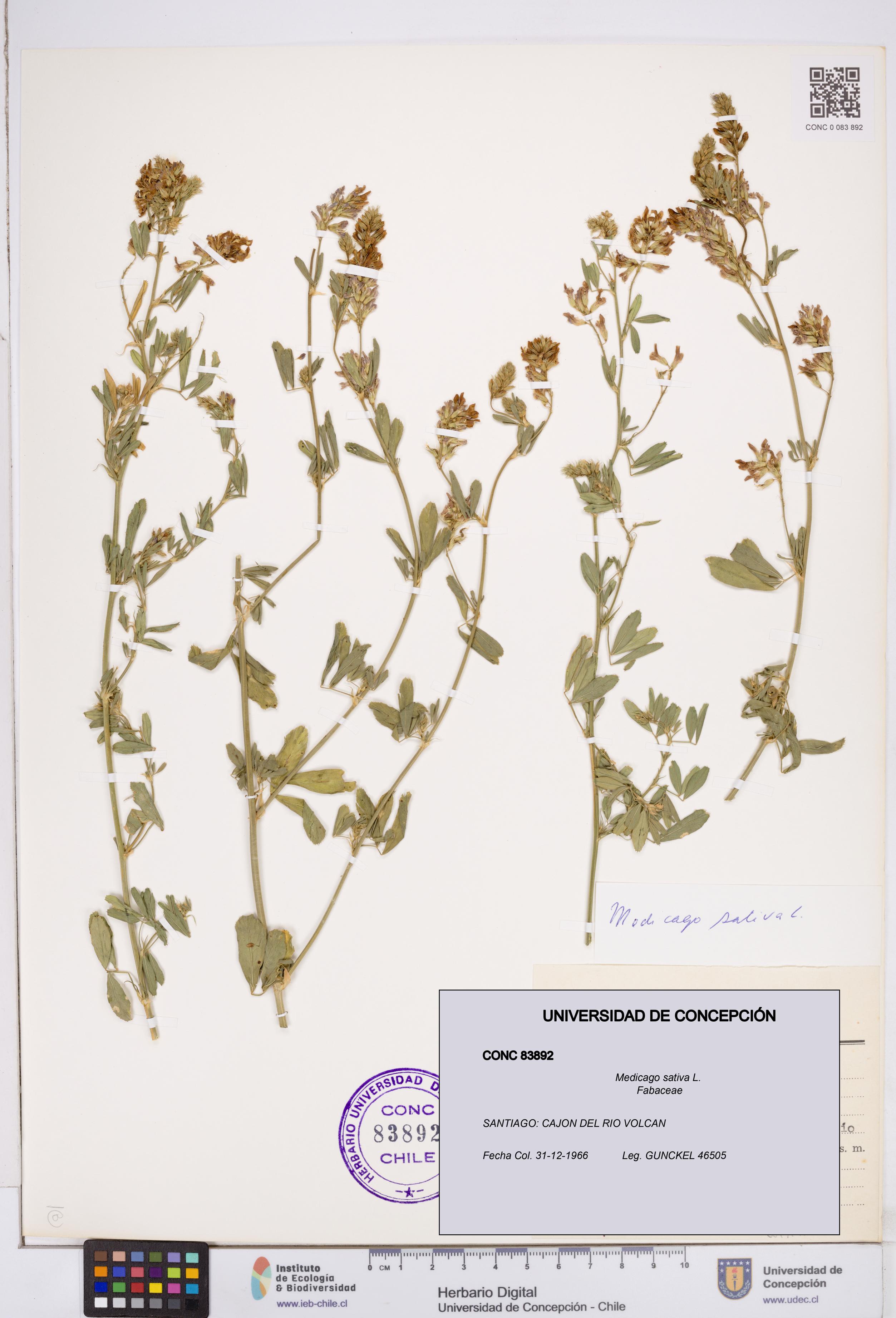 Medicago sativa [Espécimen: ]