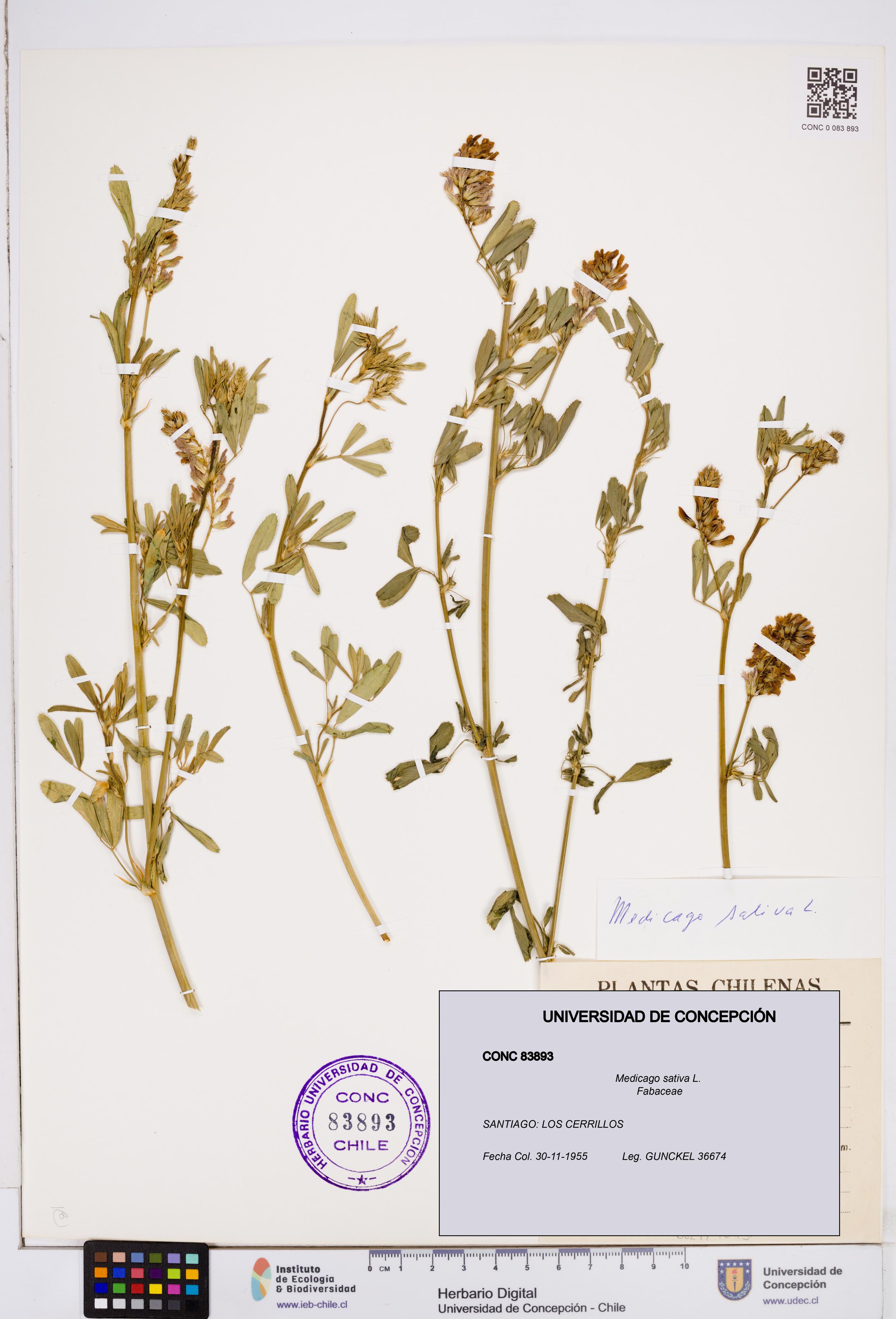 Medicago sativa [Espécimen: ]