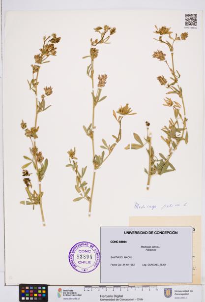 Medicago sativa [Espécimen: ]