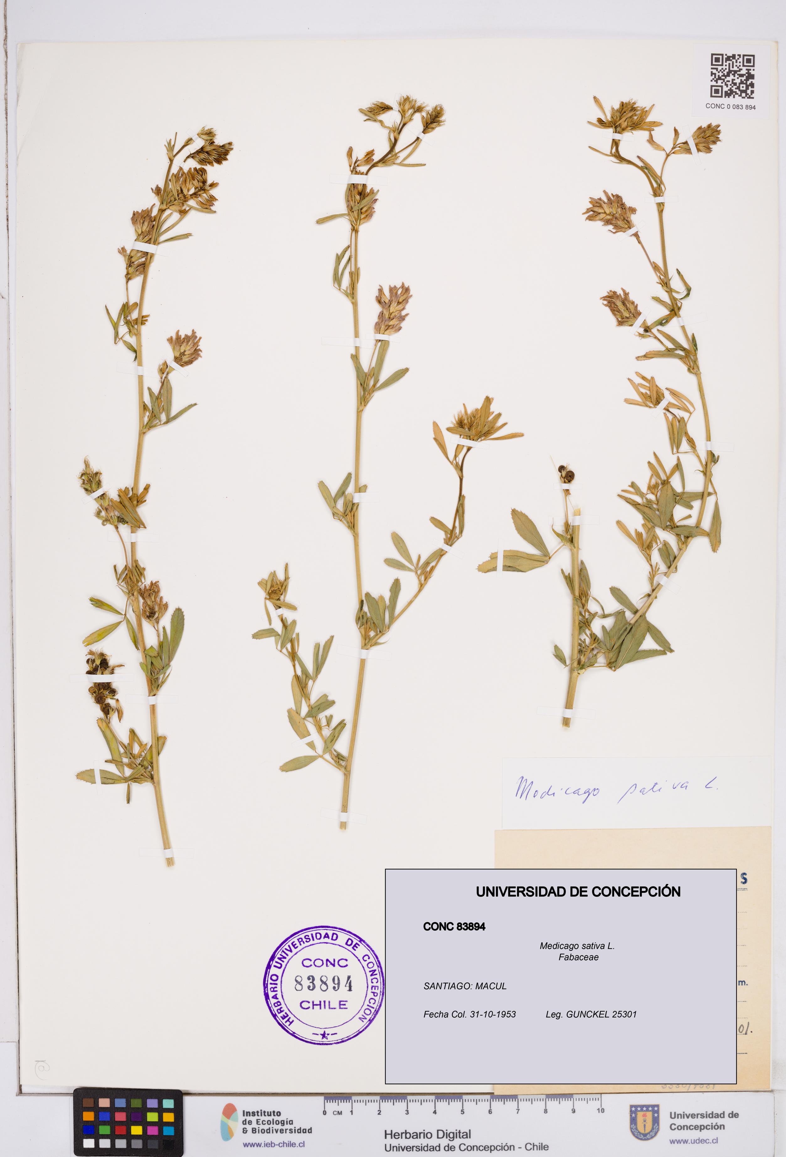 Medicago sativa [Espécimen: ]