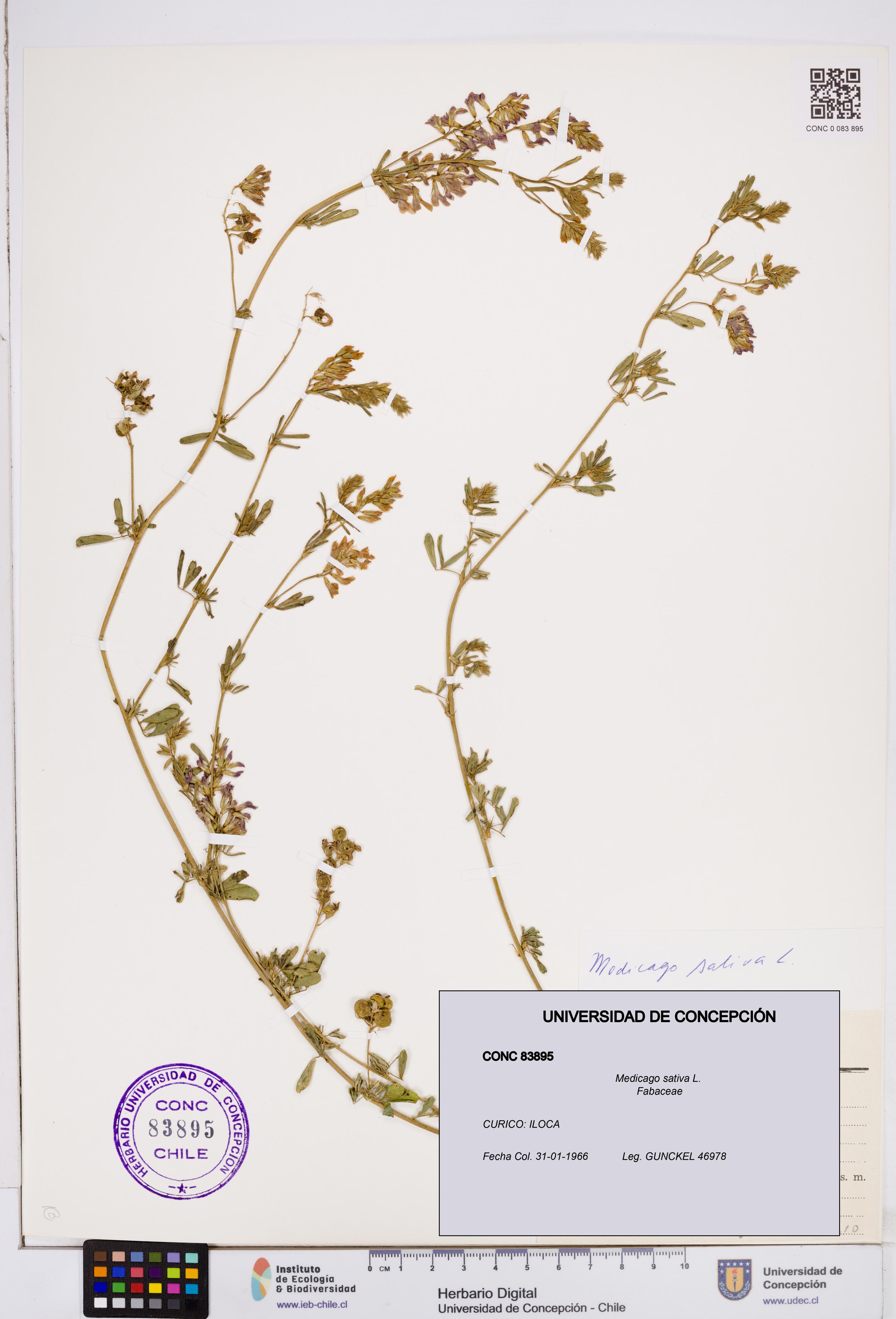 Medicago sativa [Espécimen: ]