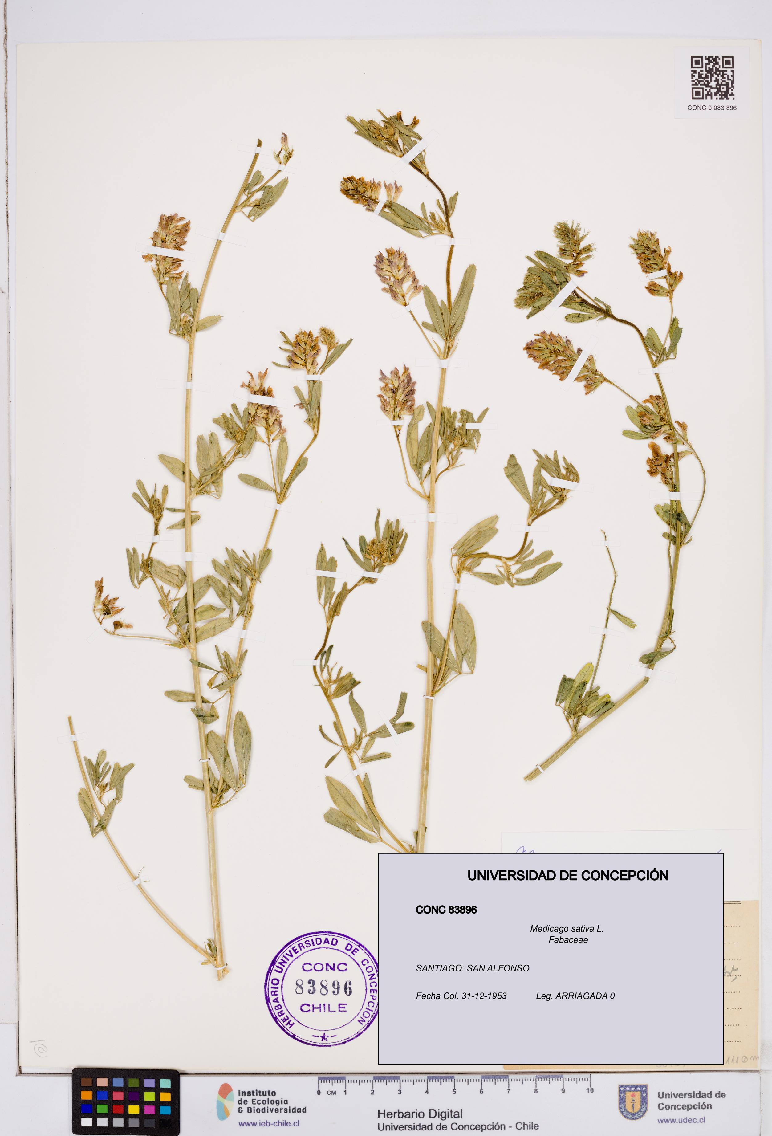 Medicago sativa [Espécimen: ]