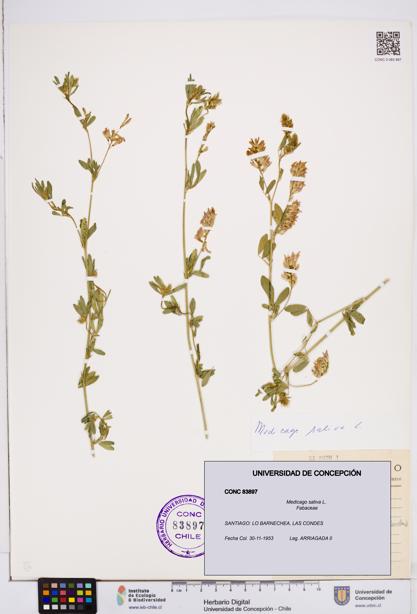 Medicago sativa [Espécimen: ]