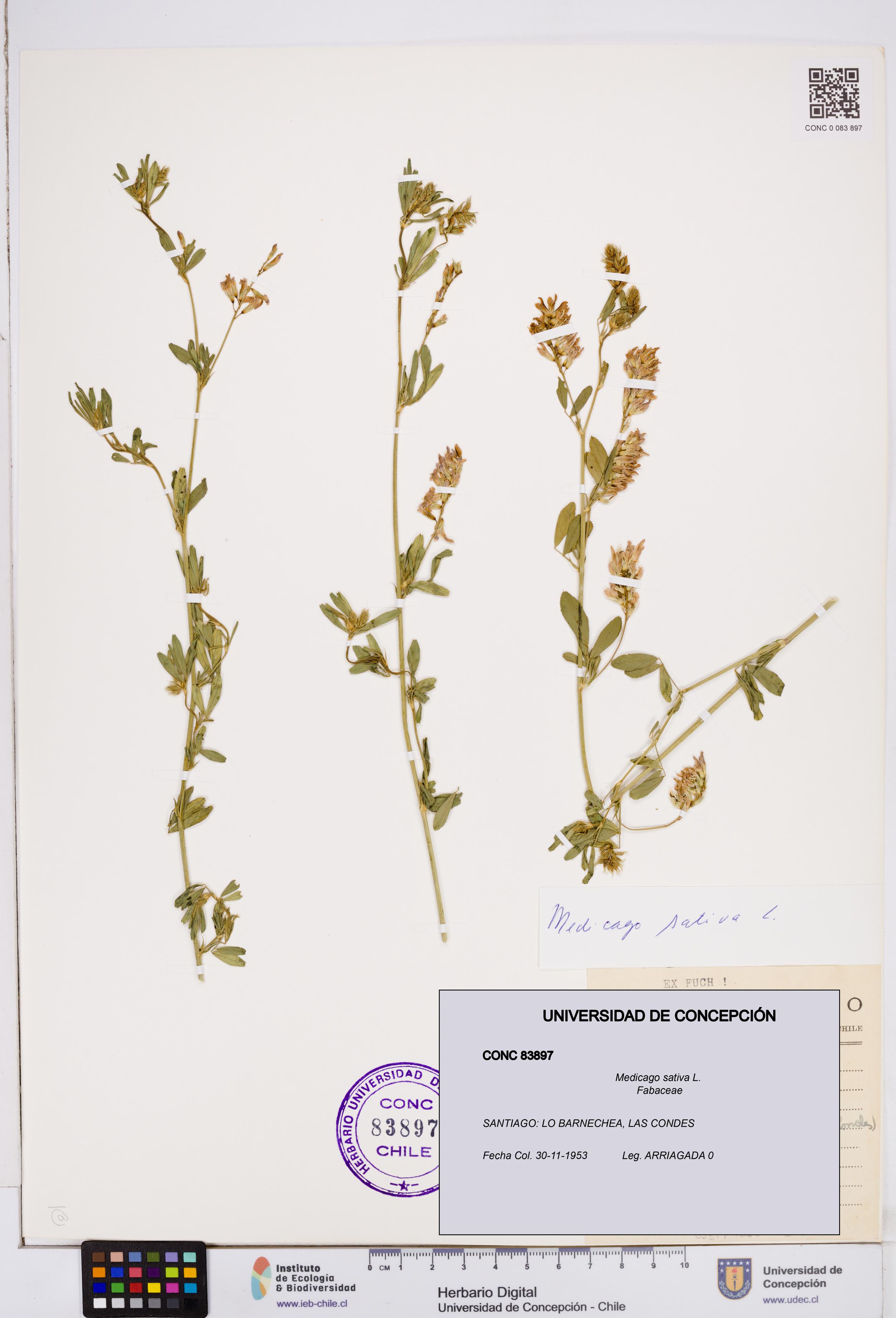 Medicago sativa [Espécimen: ]