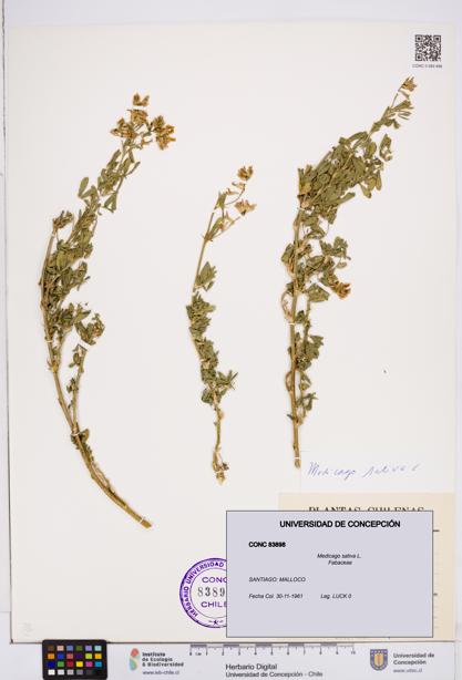 Medicago sativa [Espécimen: ]