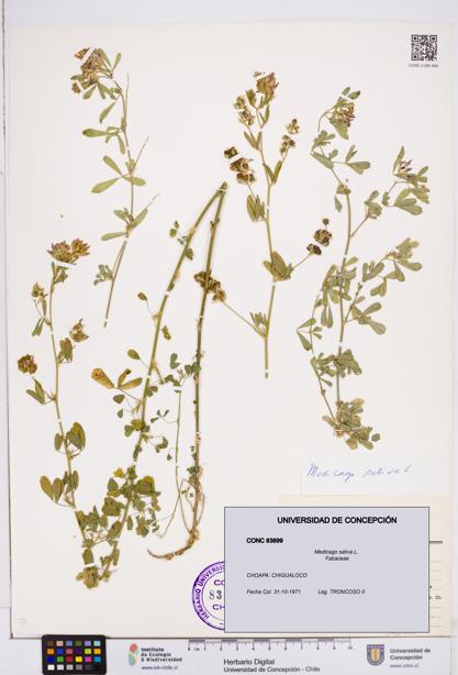 Medicago sativa [Espécimen: ]