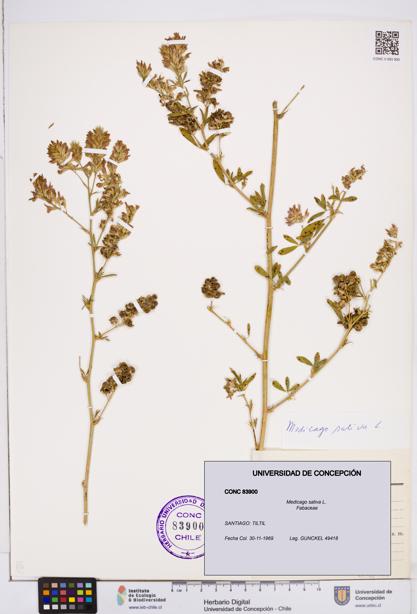Medicago sativa [Espécimen: ]
