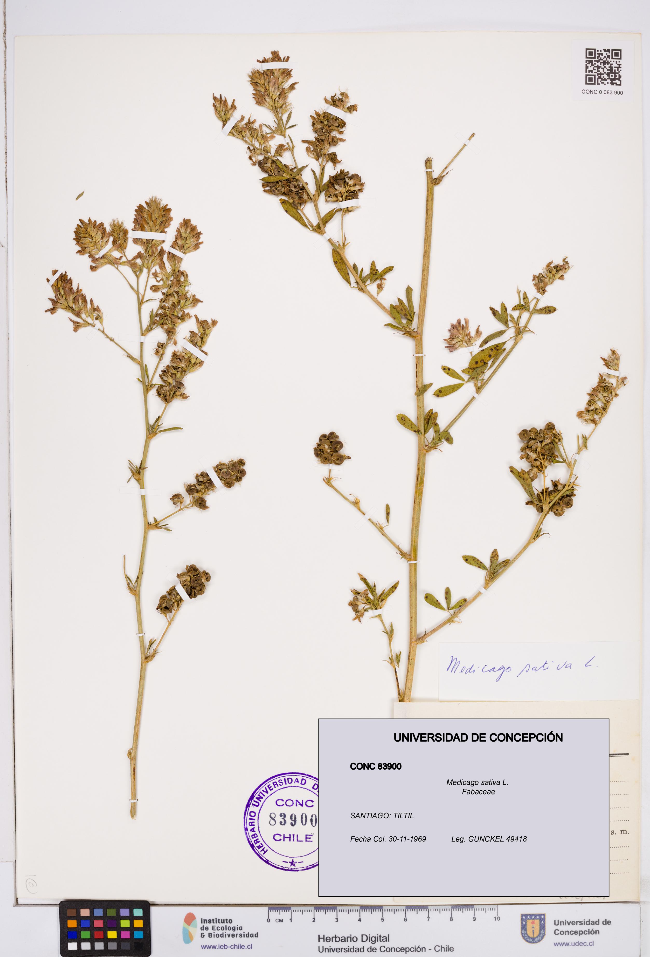 Medicago sativa [Espécimen: ]