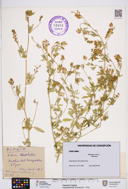 Medicago sativa [Espécimen: ]