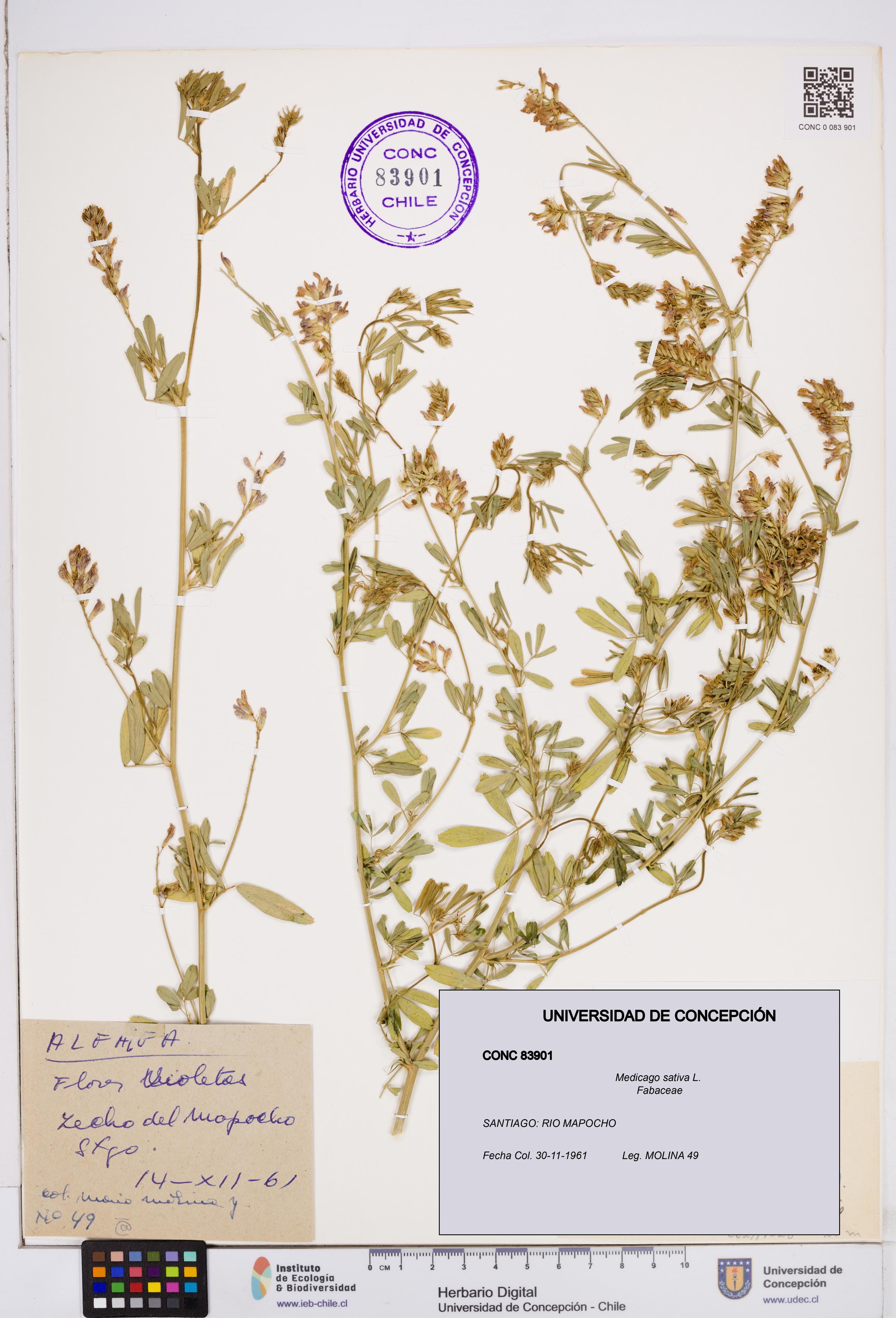 Medicago sativa [Espécimen: ]