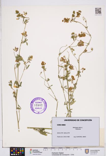 Medicago sativa [Espécimen: ]