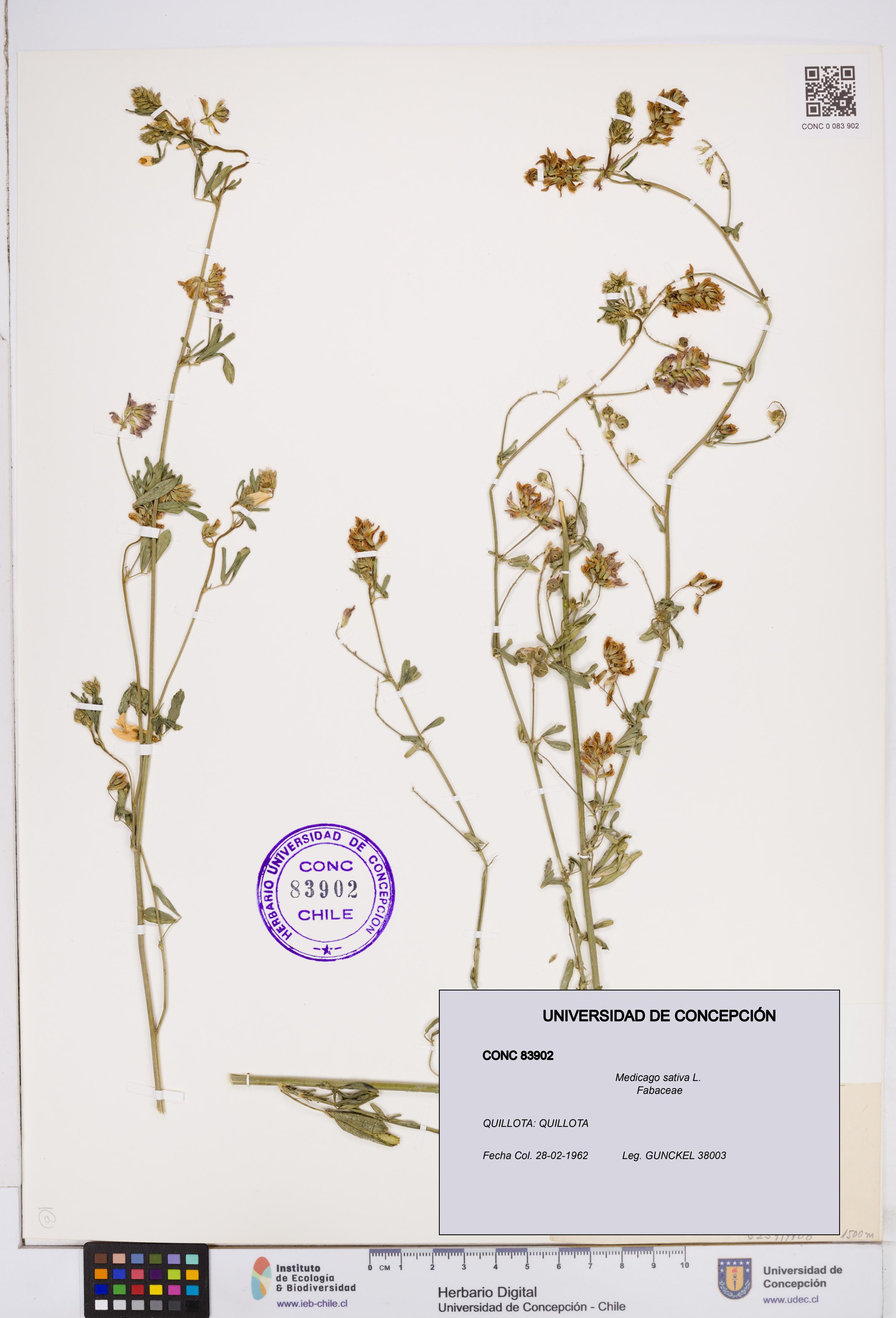 Medicago sativa [Espécimen: ]