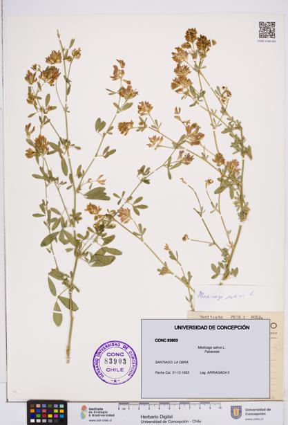 Medicago sativa [Espécimen: ]