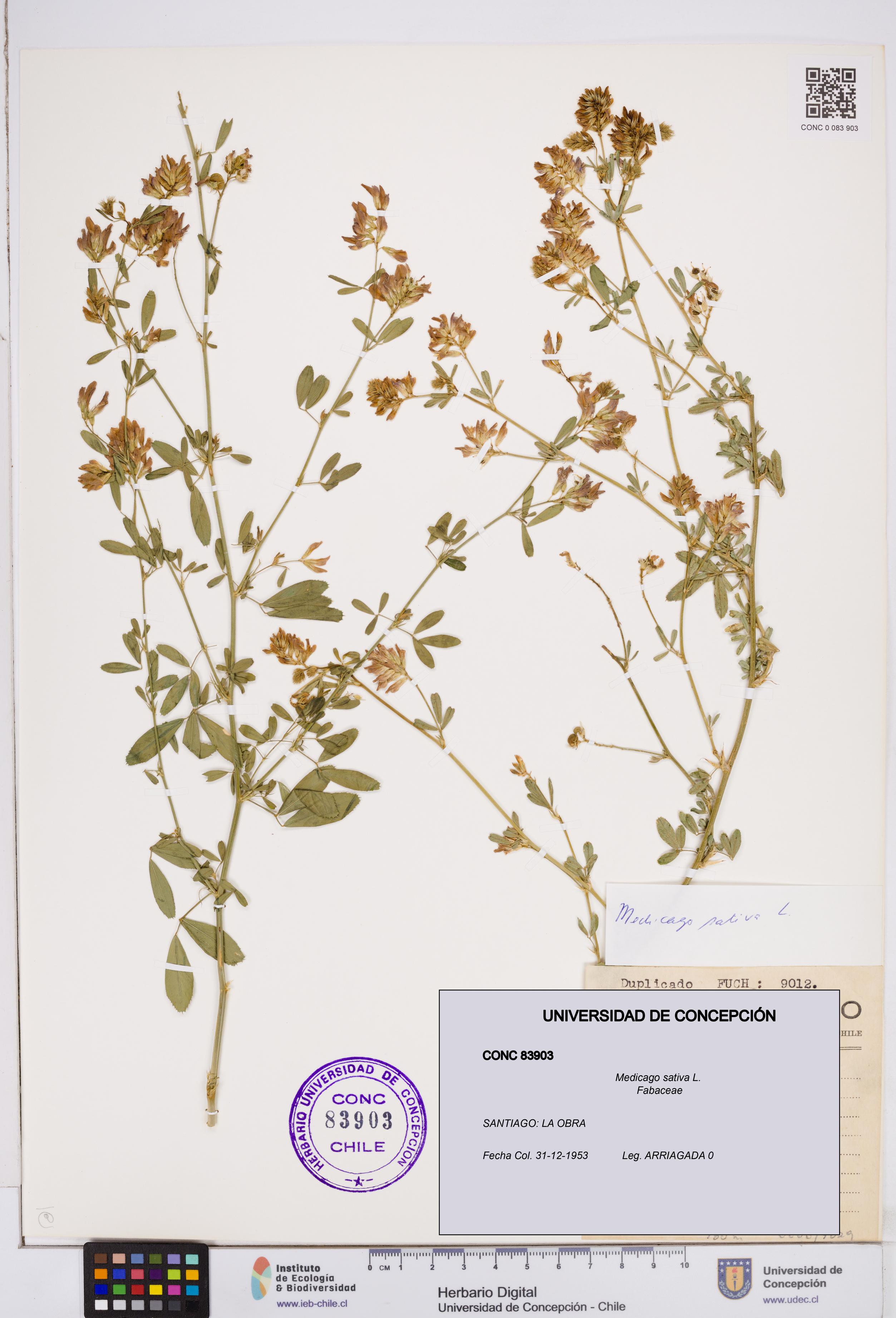 Medicago sativa [Espécimen: ]