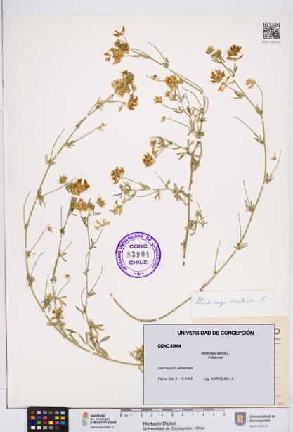 Medicago sativa [Espécimen: ]
