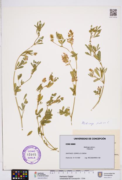 Medicago sativa [Espécimen: ]