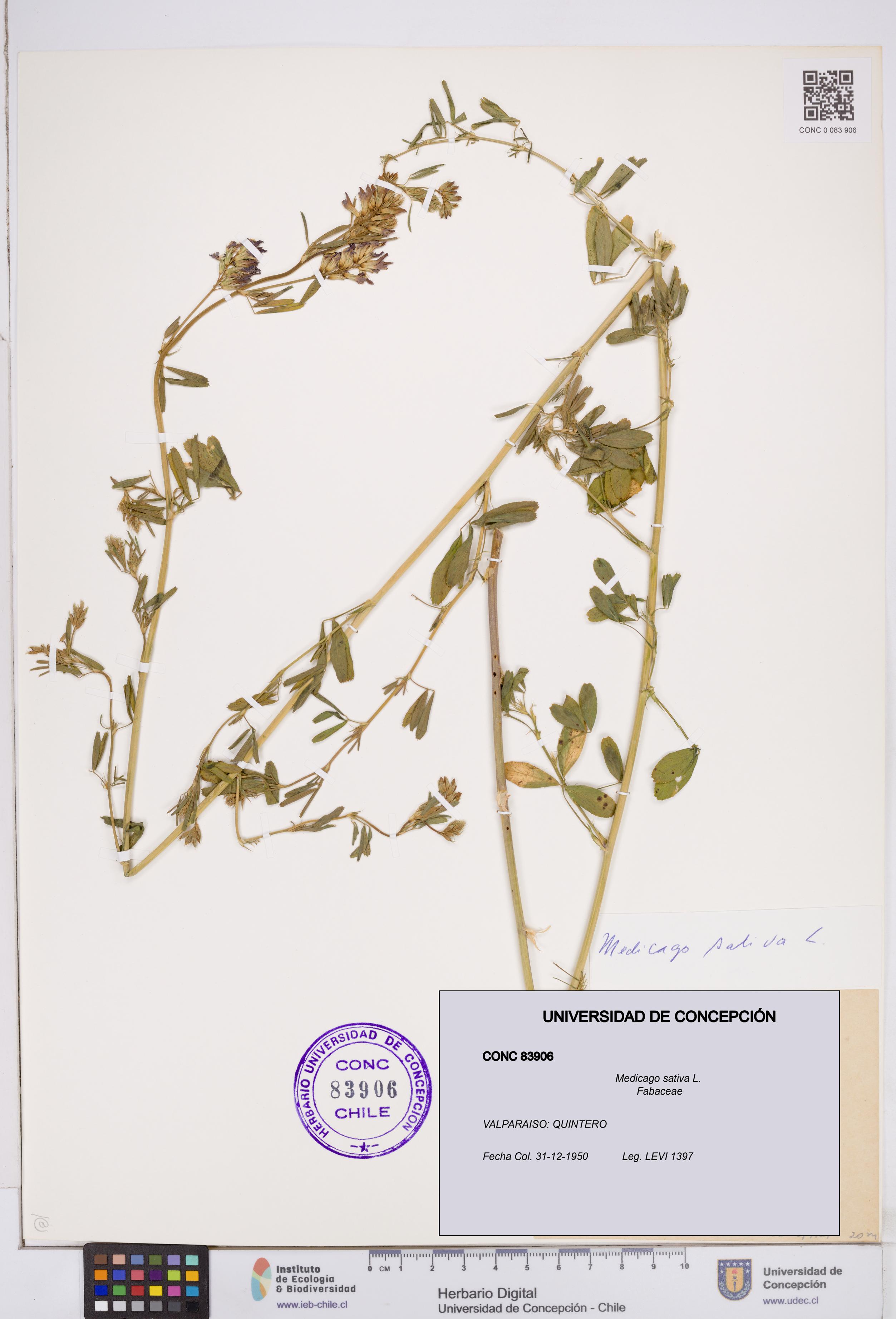 Medicago sativa [Espécimen: ]