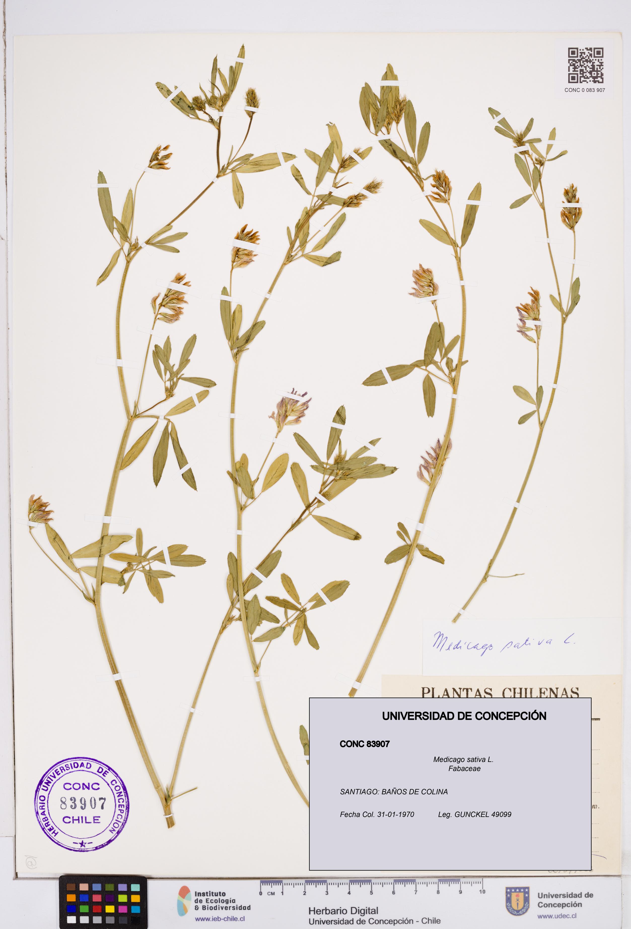 Medicago sativa [Espécimen: ]