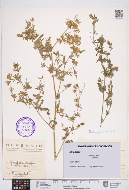 Medicago sativa [Espécimen: ]