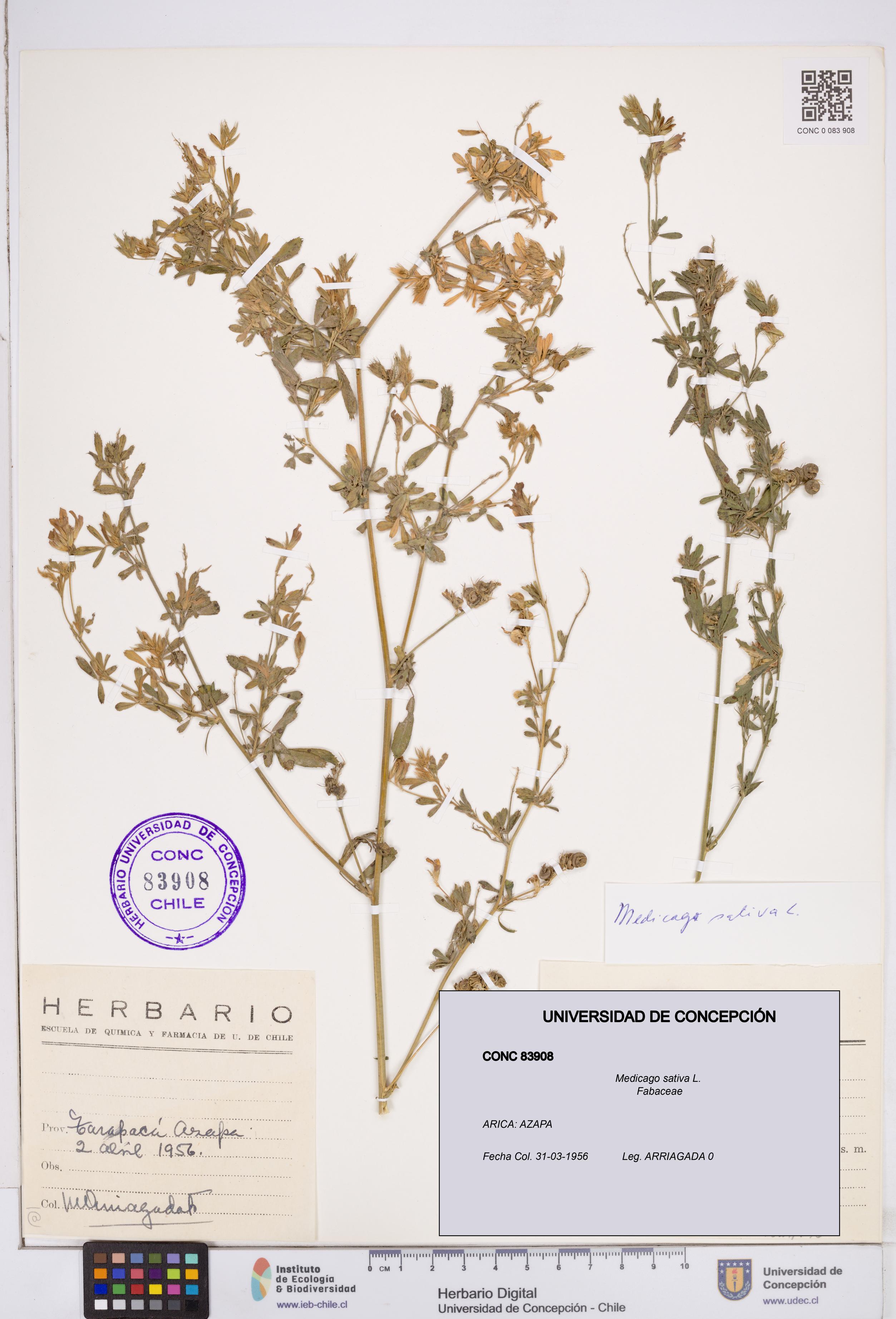 Medicago sativa [Espécimen: ]