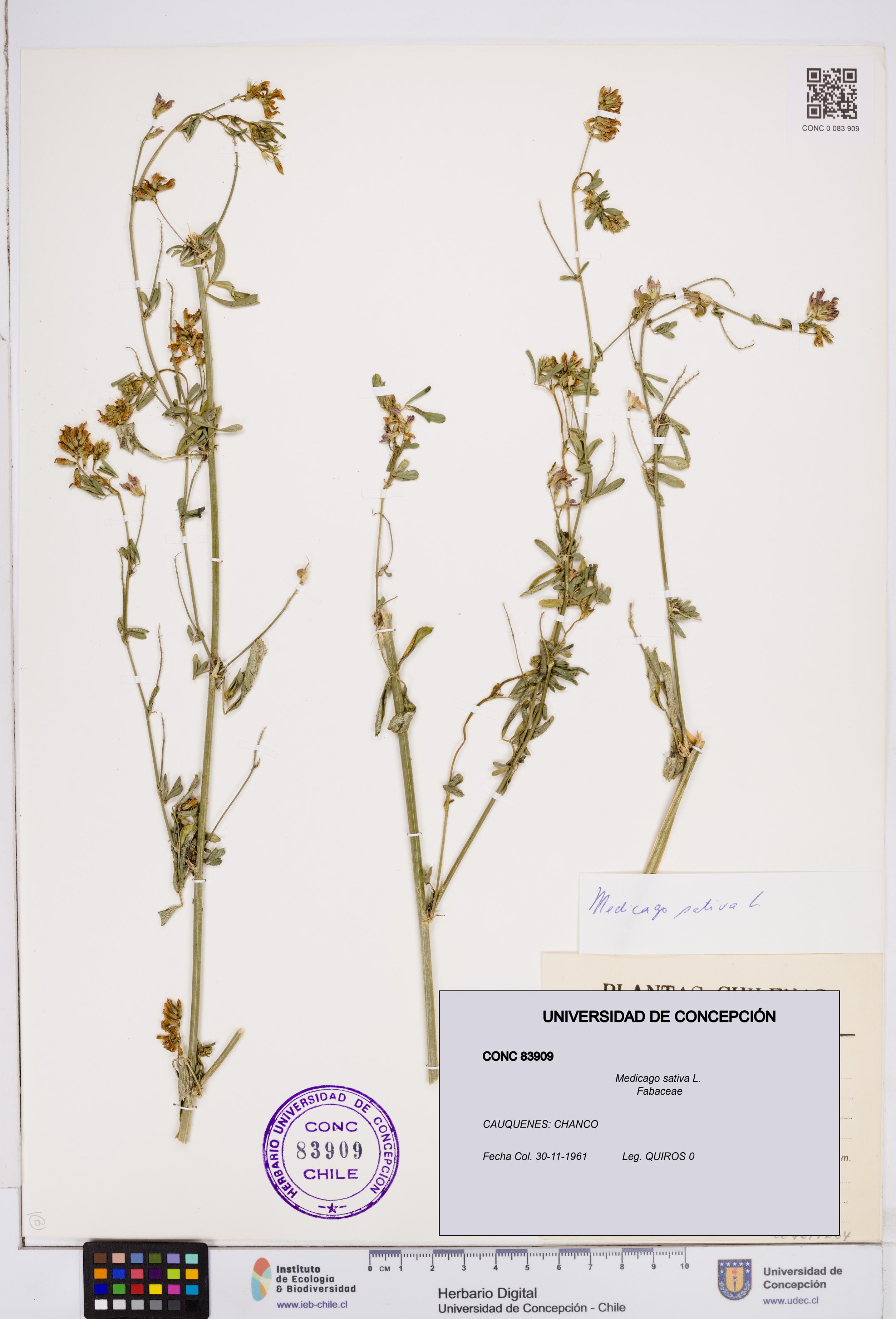 Medicago sativa [Espécimen: ]