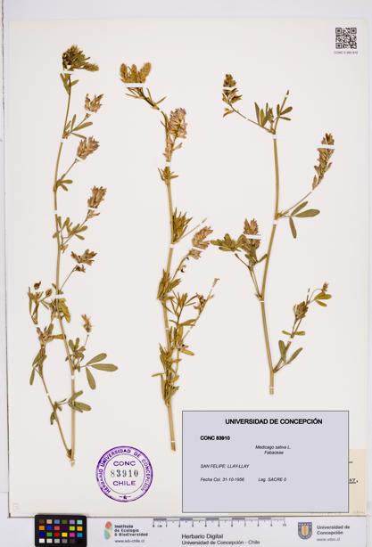 Medicago sativa [Espécimen: ]