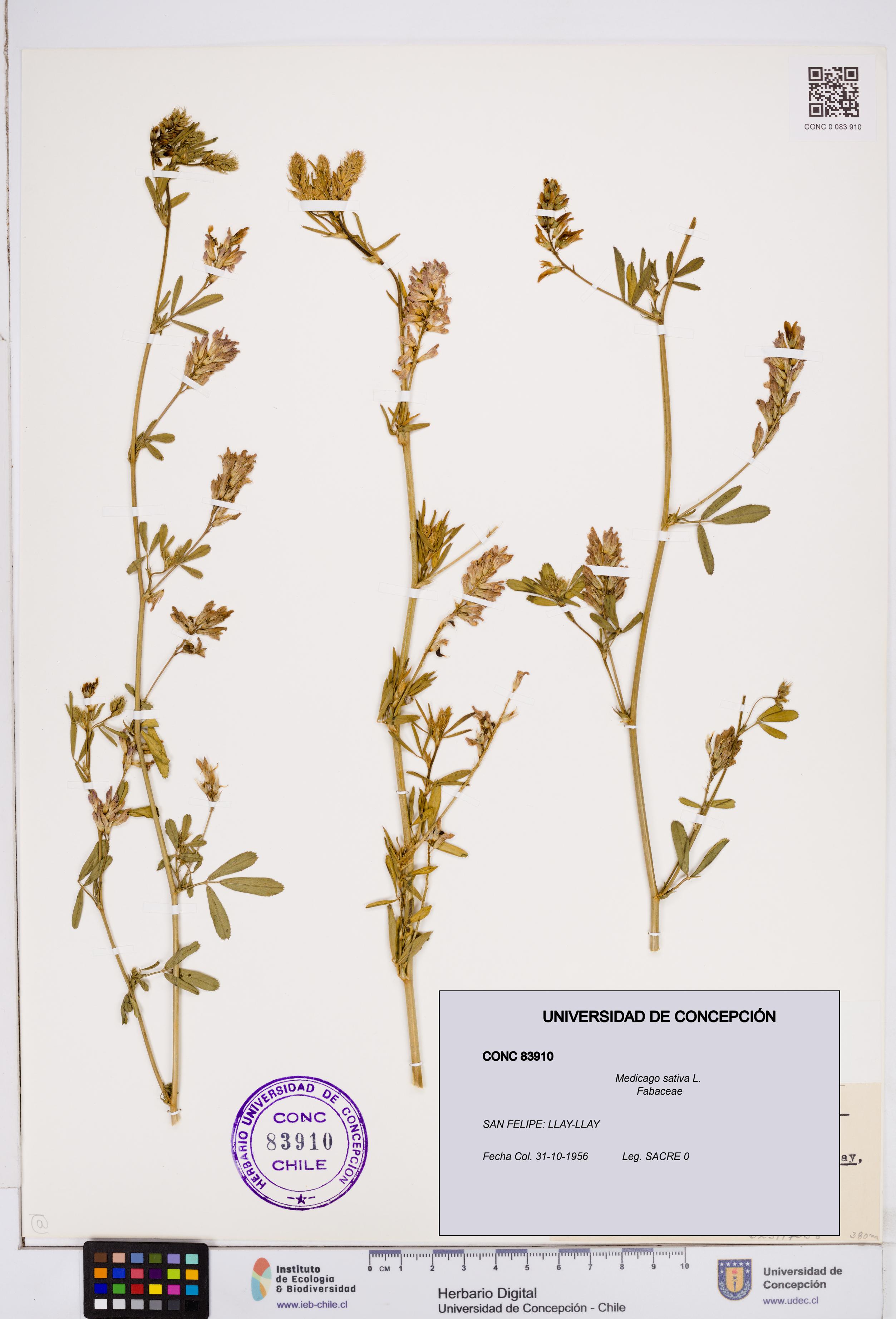 Medicago sativa [Espécimen: ]
