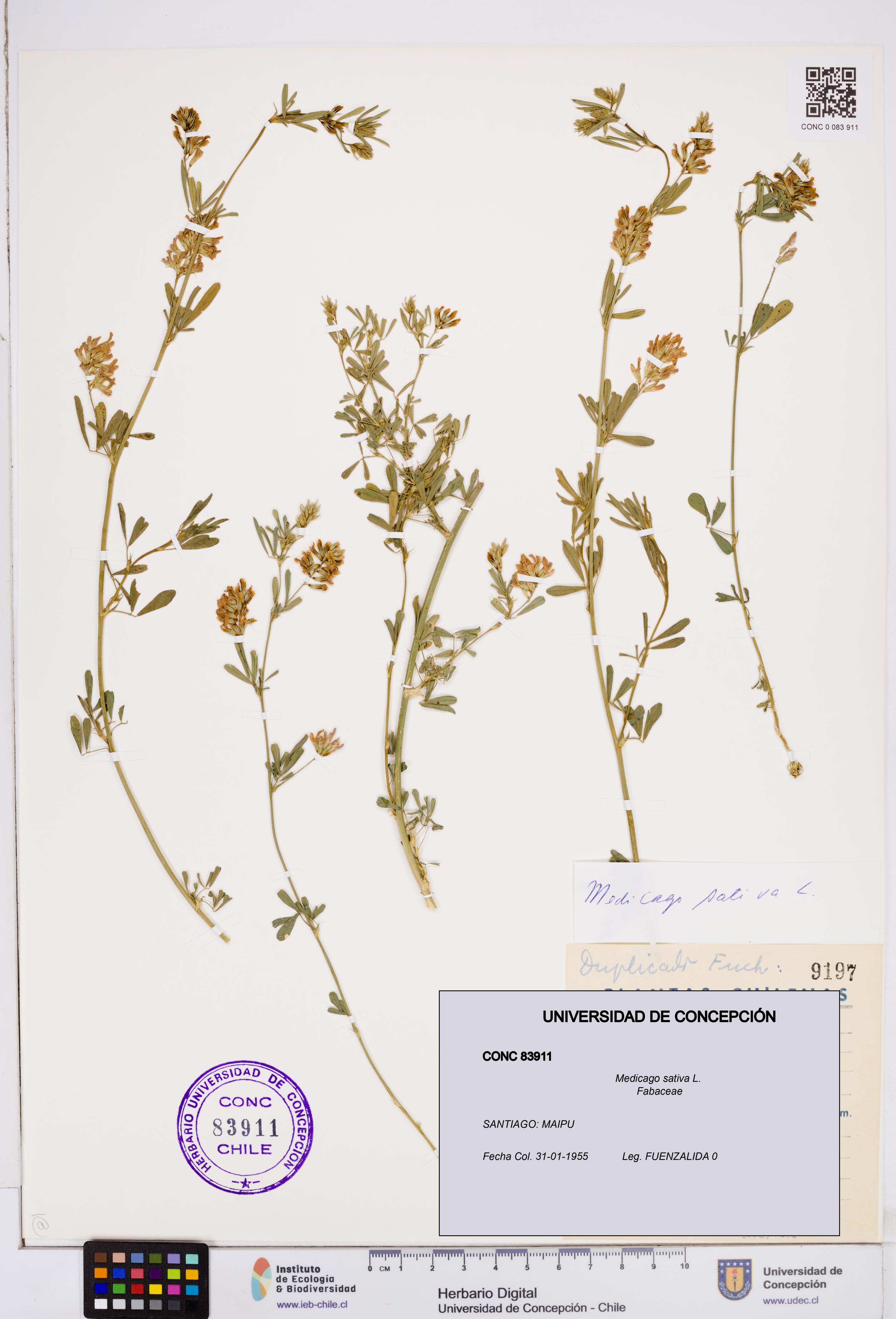 Medicago sativa [Espécimen: ]