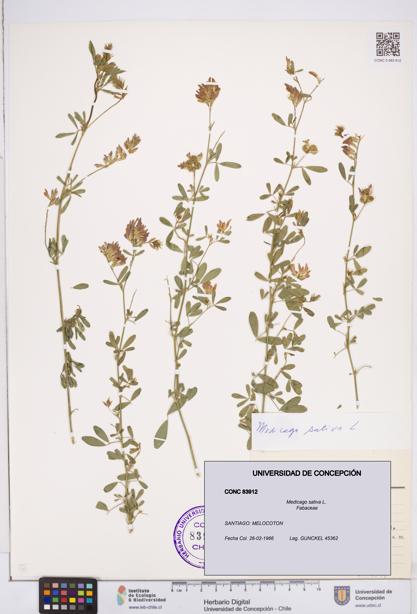 Medicago sativa [Espécimen: ]