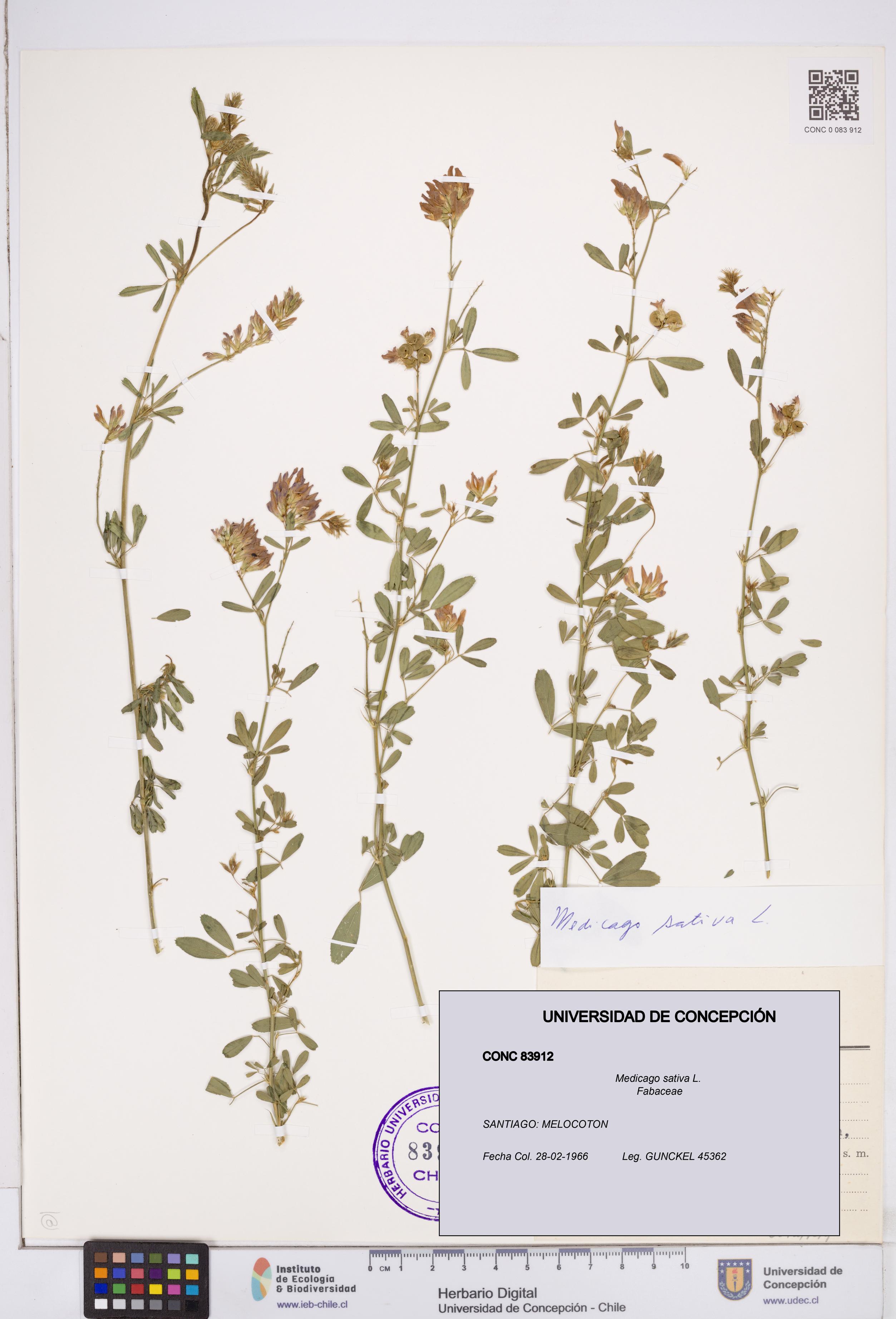 Medicago sativa [Espécimen: ]