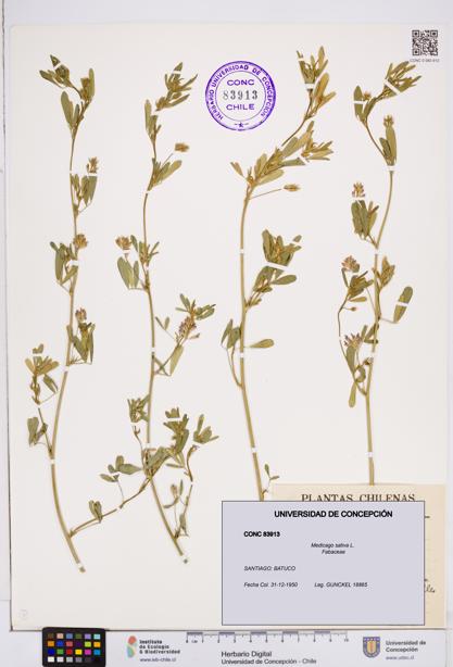 Medicago sativa [Espécimen: ]