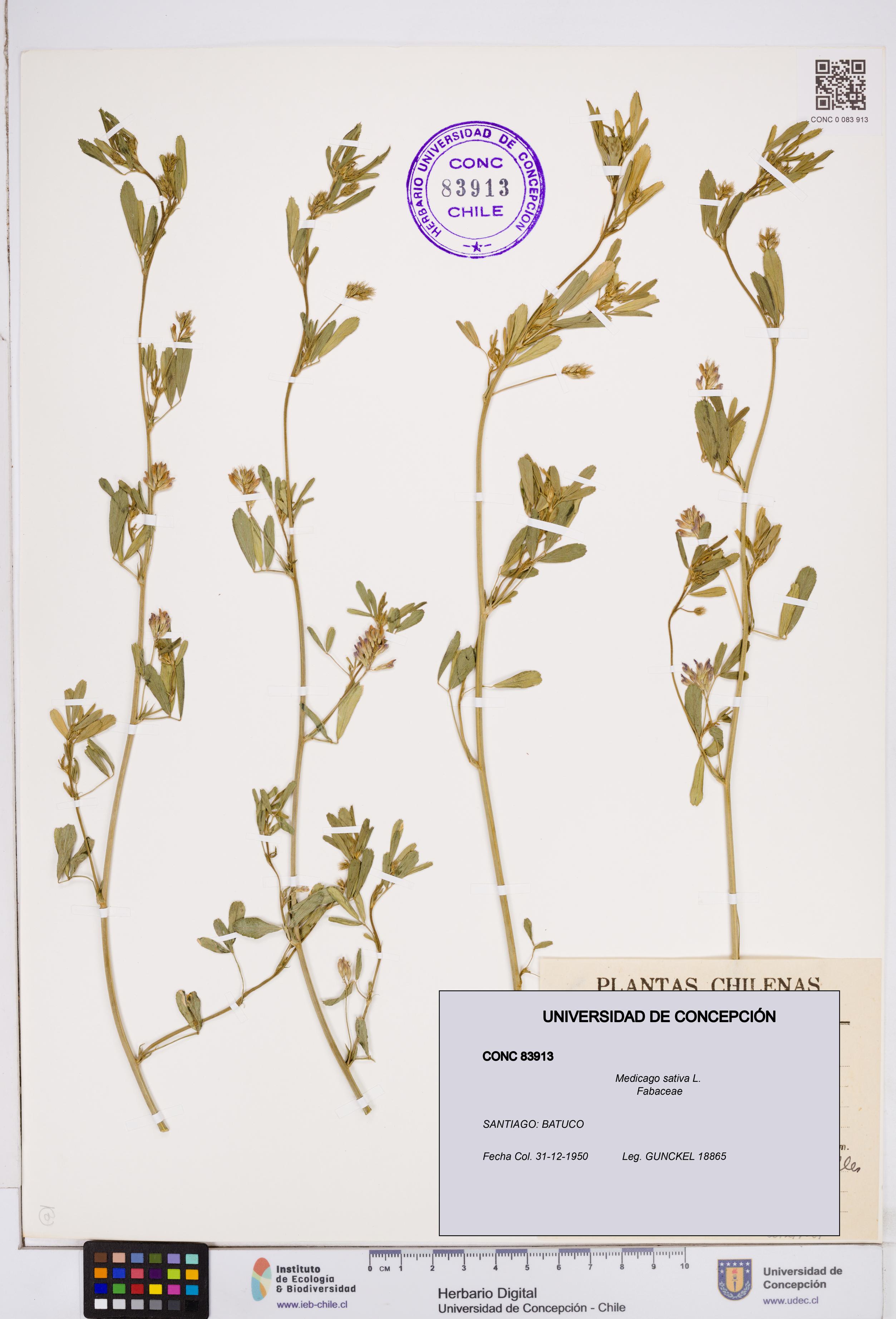 Medicago sativa [Espécimen: ]
