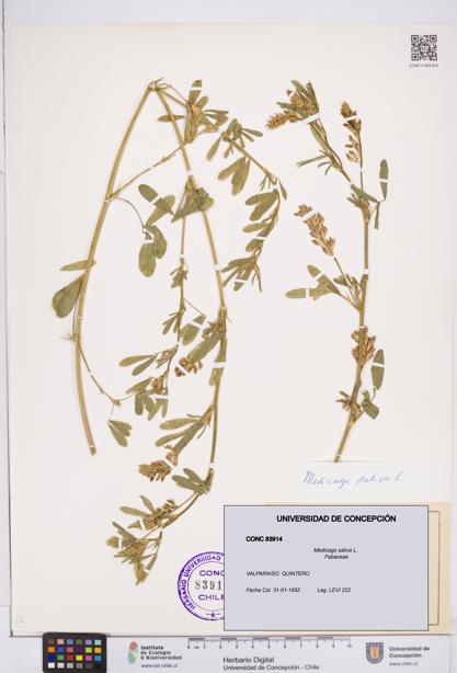 Medicago sativa [Espécimen: ]