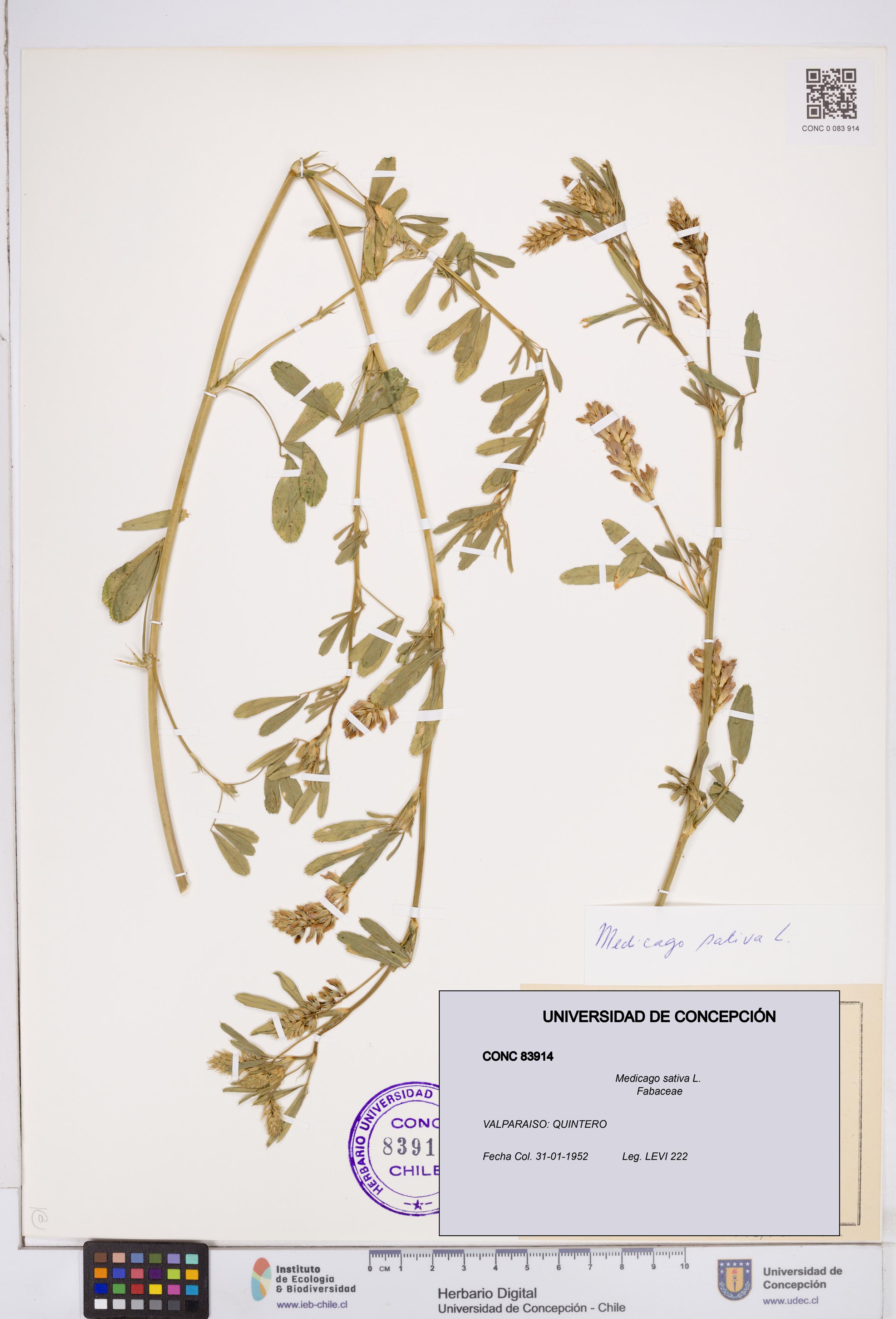 Medicago sativa [Espécimen: ]