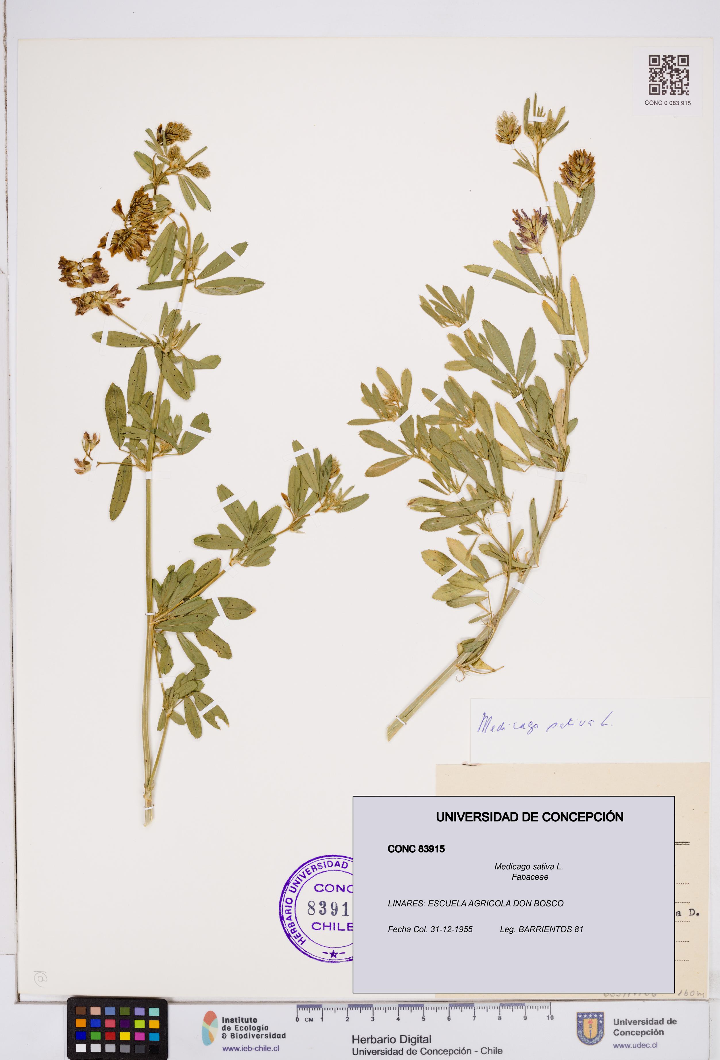 Medicago sativa [Espécimen: ]