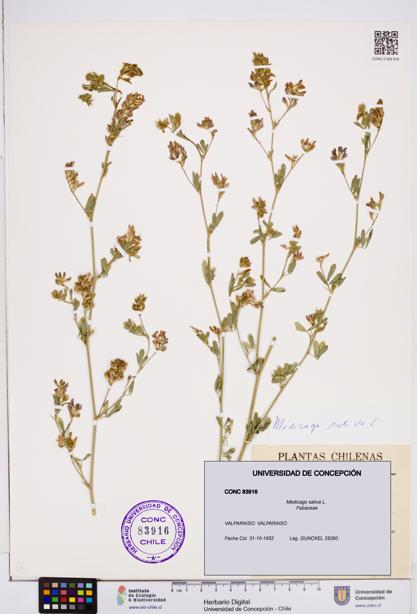 Medicago sativa [Espécimen: ]