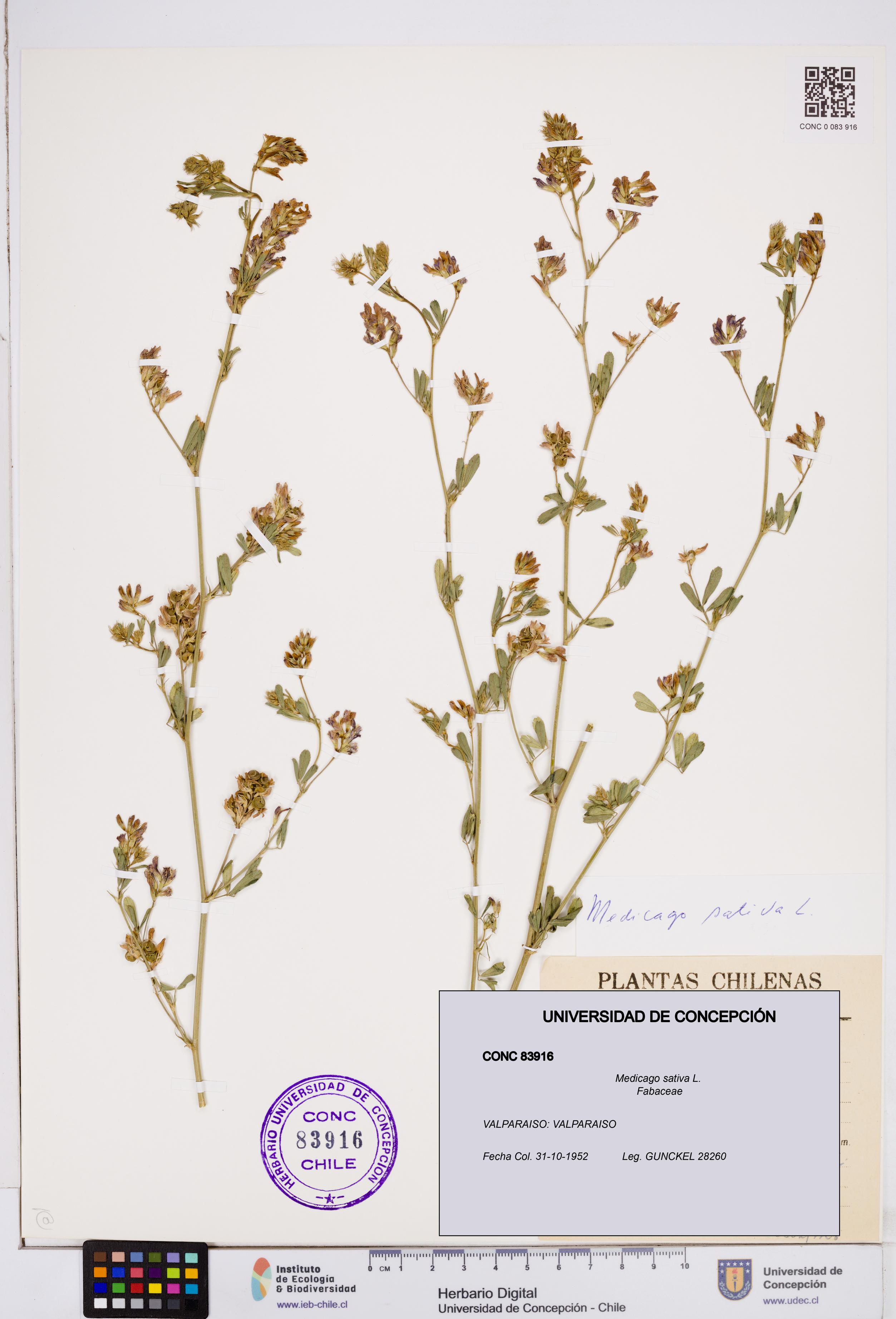 Medicago sativa [Espécimen: ]