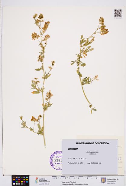 Medicago sativa [Espécimen: ]