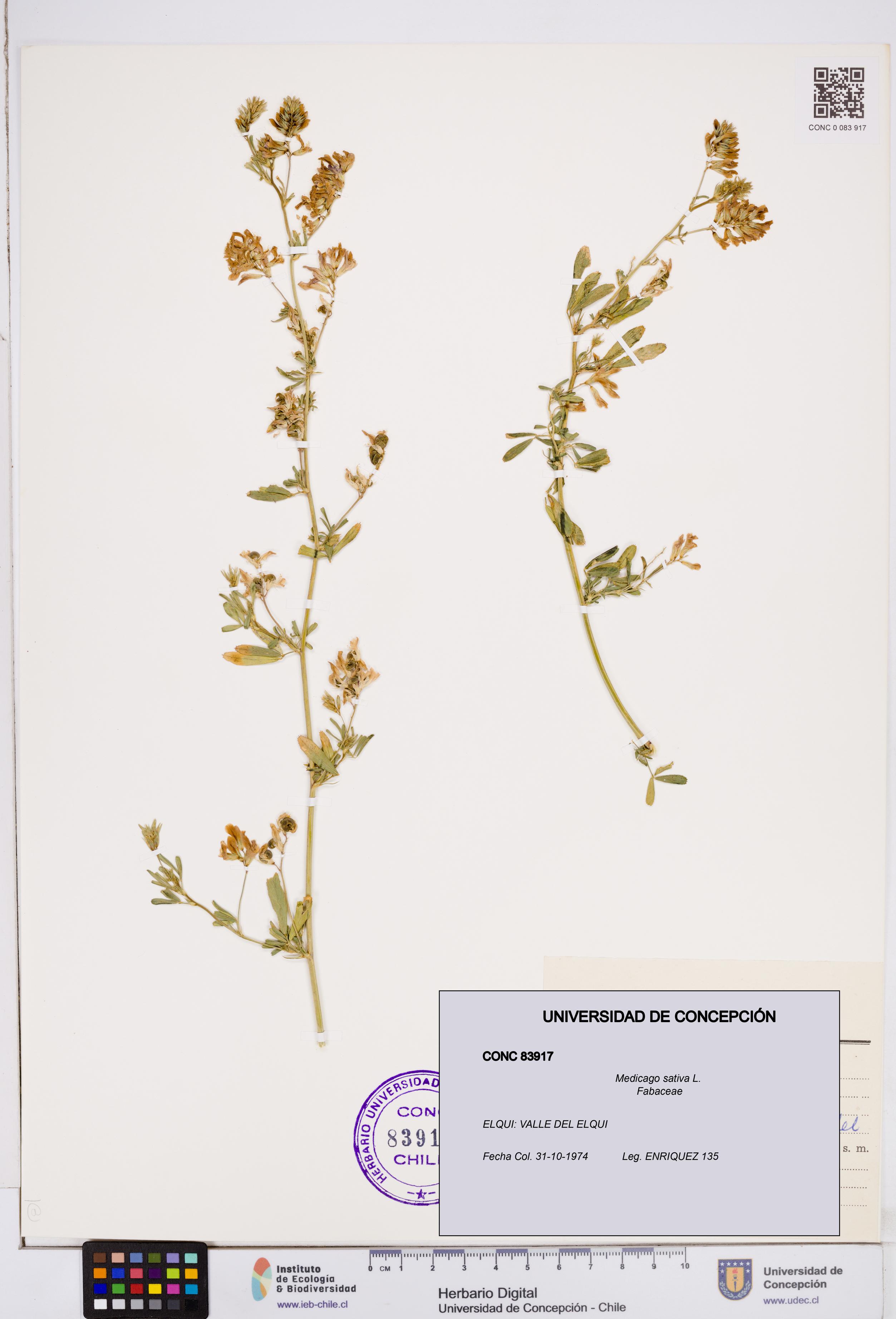 Medicago sativa [Espécimen: ]