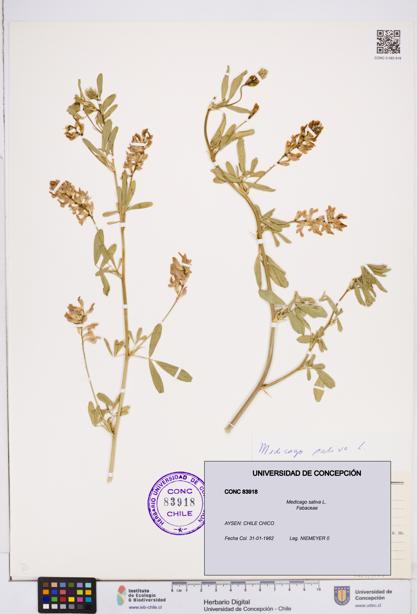 Medicago sativa [Espécimen: ]