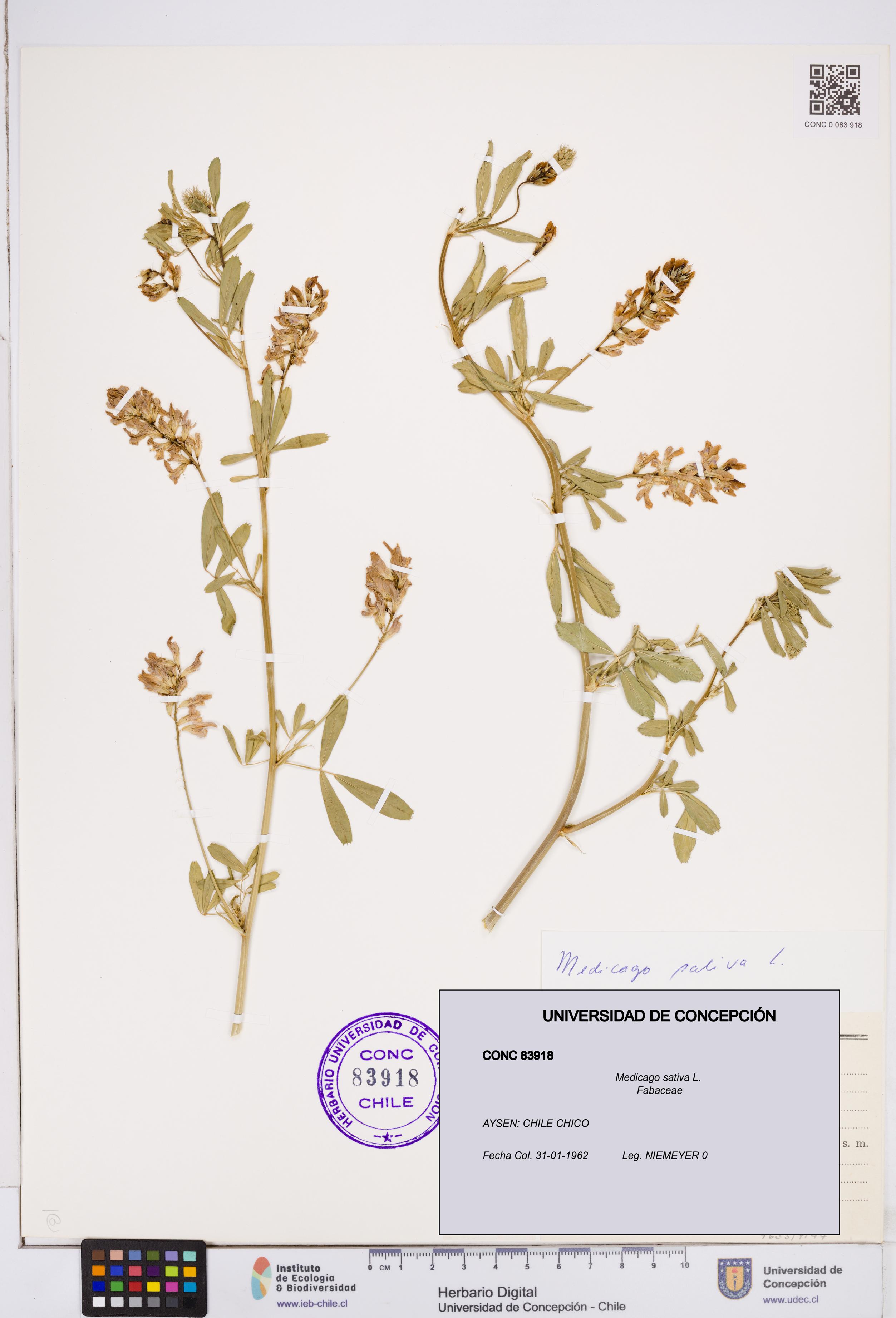 Medicago sativa [Espécimen: ]