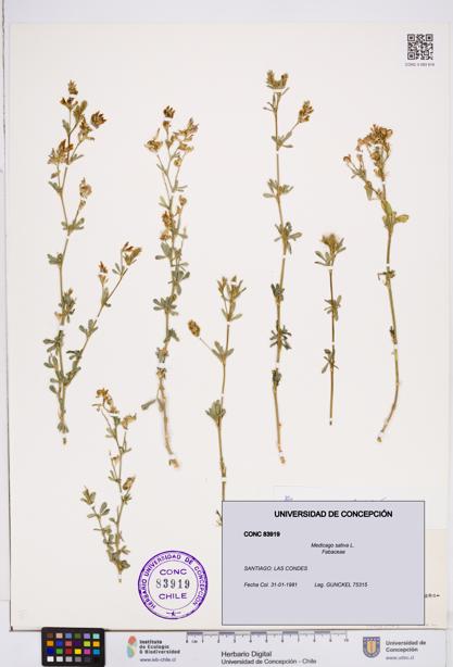 Medicago sativa [Espécimen: ]