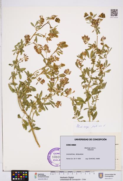 Medicago sativa [Espécimen: ]