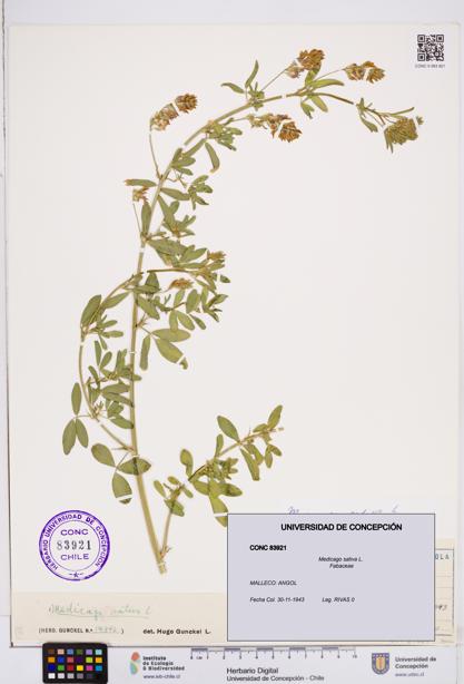 Medicago sativa [Espécimen: ]