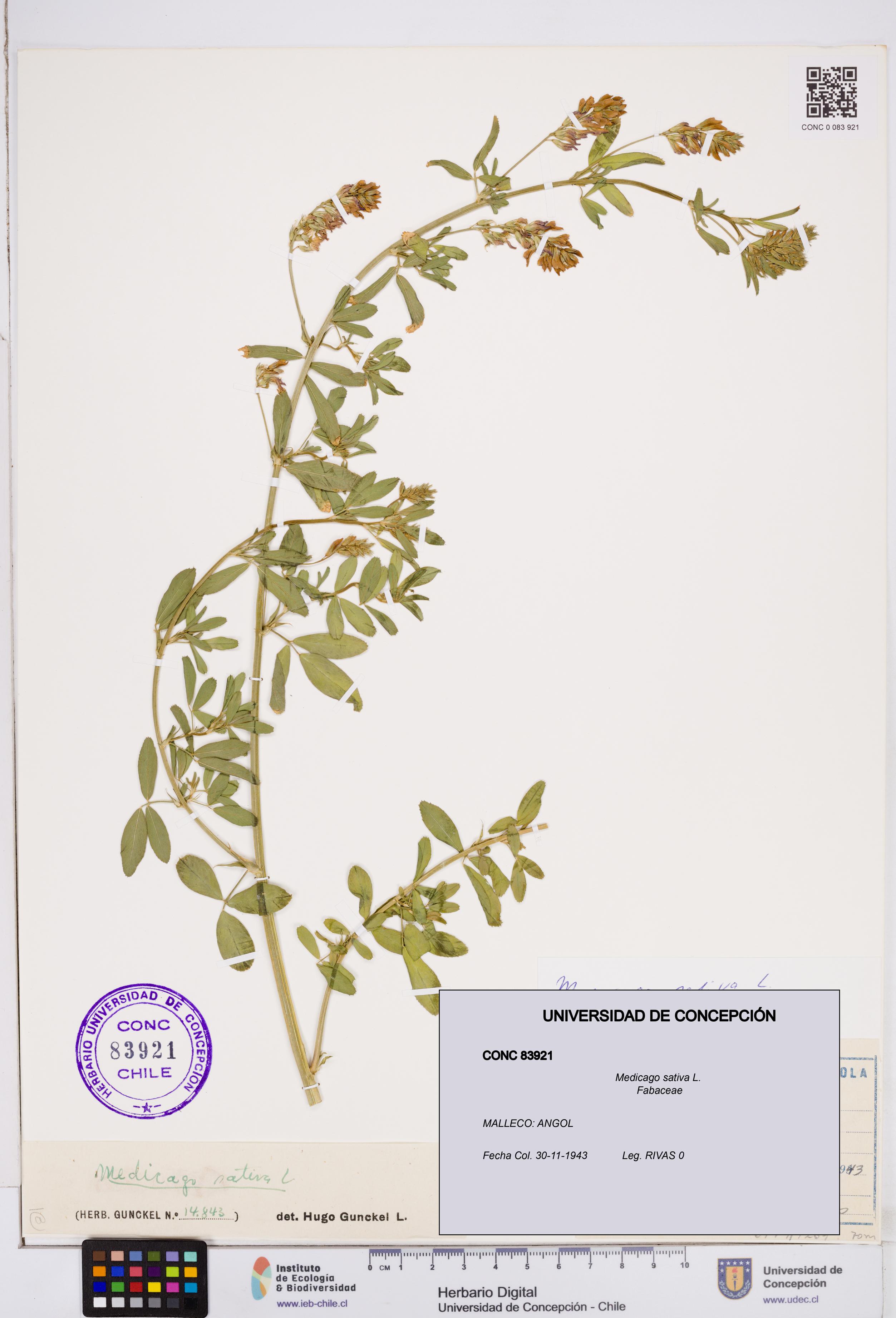 Medicago sativa [Espécimen: ]