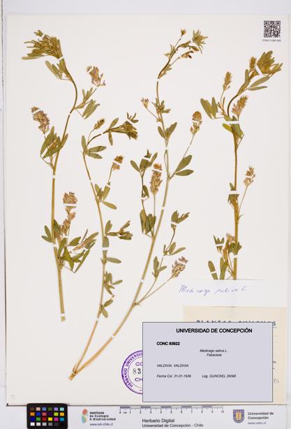 Medicago sativa [Espécimen: ]