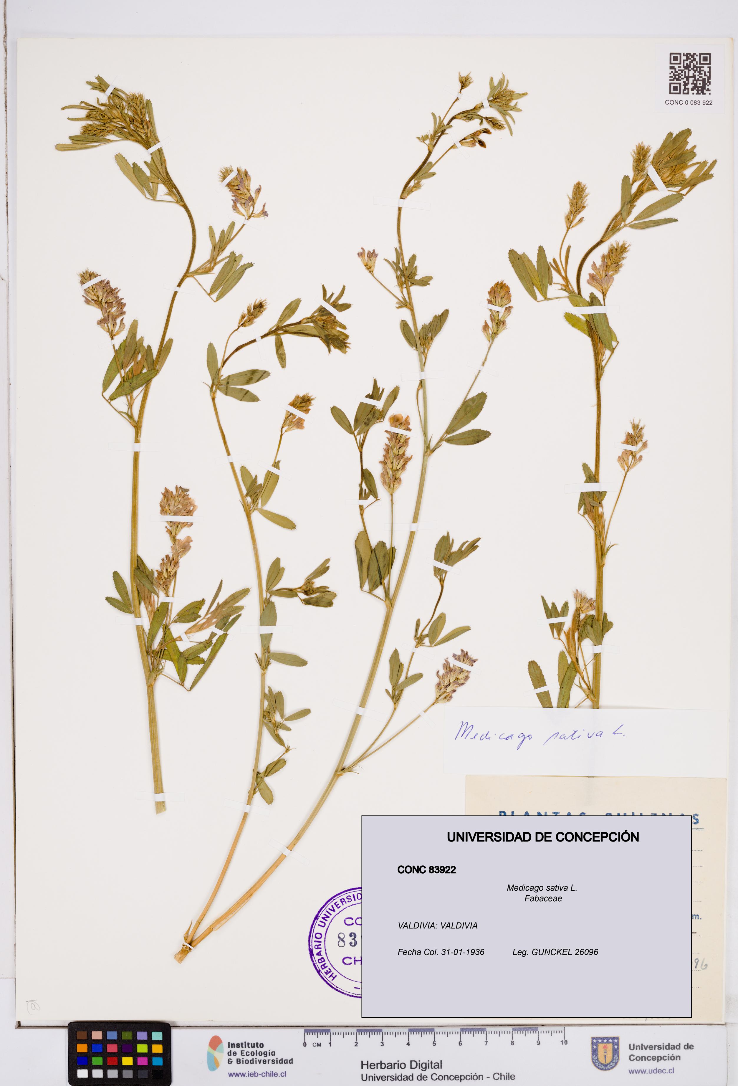 Medicago sativa [Espécimen: ]