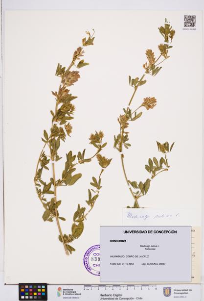 Medicago sativa [Espécimen: ]