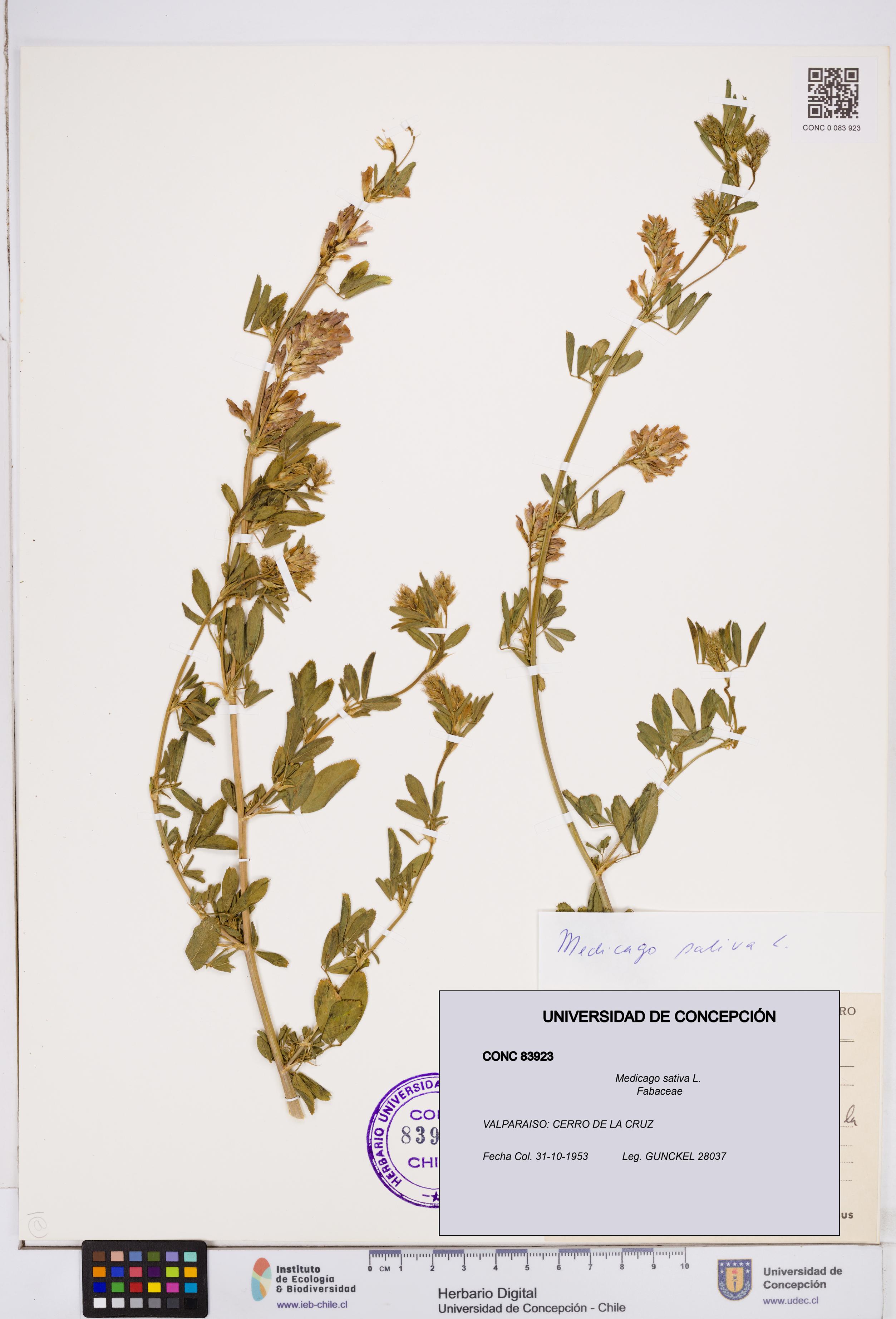 Medicago sativa [Espécimen: ]