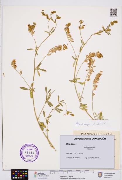 Medicago sativa [Espécimen: ]